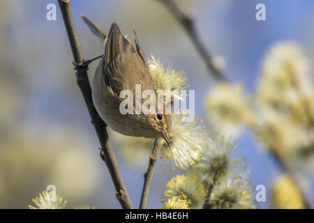 Common chiffchaff (Phylloscopus collybita) Stock Photo