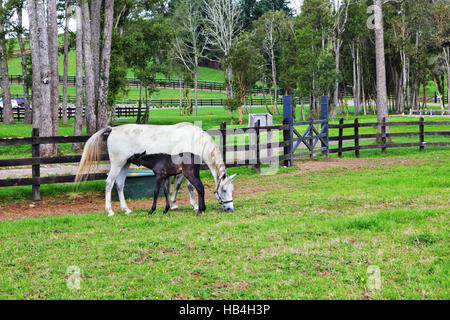 White horse and foal grazing in fenced lawn Stock Photo
