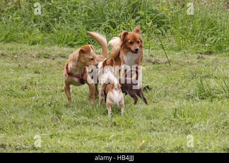 dogs meeting Stock Photo
