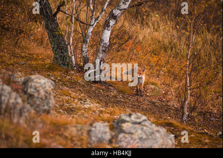 Red fox in taiga Stock Photo