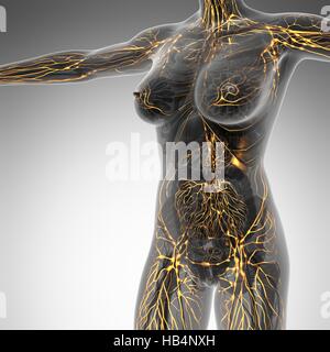 Human limphatic system with bones in transparent body Stock Photo