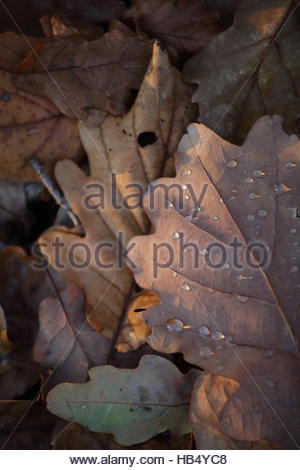 Waterdrops on fallen leaves as autumn moves towards winter in a nature park Stock Photo