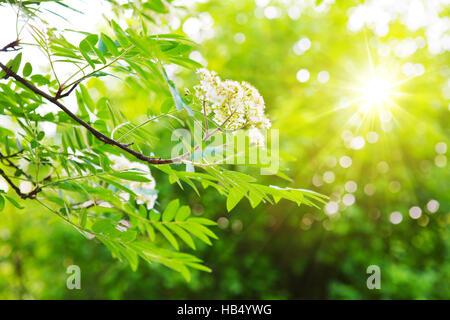 Green chestnut leaves and bright sun. Stock Photo