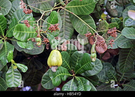 Ripe and unripe cashew nuts in tree, anacardium occidentale, in Goa, India. Cashew seeds are used in recipes. Stock Photo