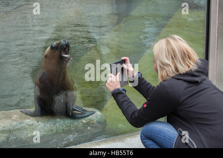 Visitor taking pictures as the one-year-old South American sea lion (Otaria flavescens) called Lorin yawns at Hellabrunn Zoo in Munich Stock Photo