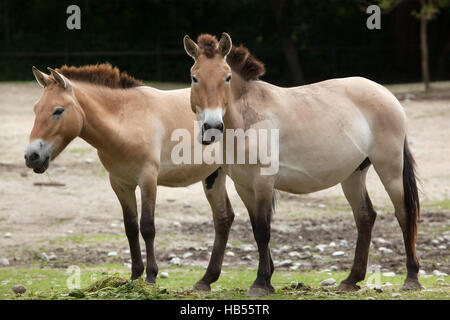 Przewalski's horse (Equus ferus przewalskii), also known as the Asian wild horse. Stock Photo