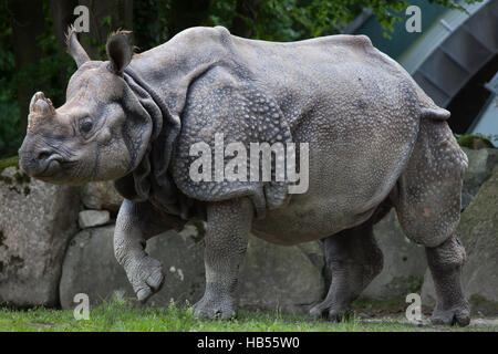 Indian rhinoceros (Rhinoceros unicornis) at Hellabrunn Zoo in Munich, Bavaria, Germany.