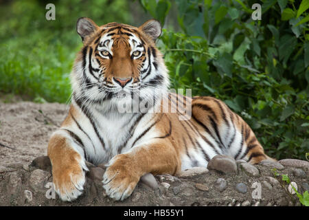 Siberian tiger (Panthera tigris altaica), also known as the Amur tiger. Stock Photo
