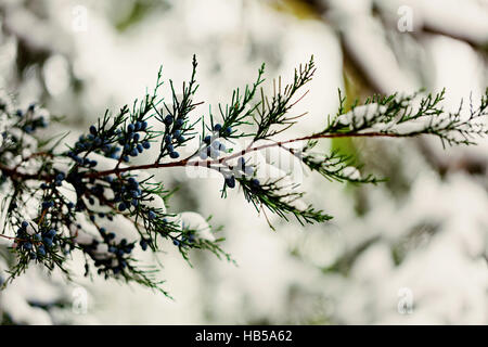 Winter landscape. The cypress twig under the snow. Selective focus. Stock Photo