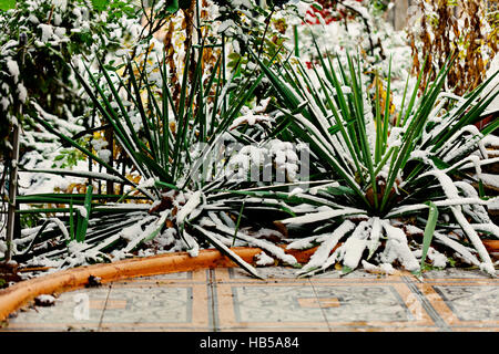 The bushes grate burs (Elumus arenarius) winter in the snow. Stock Photo