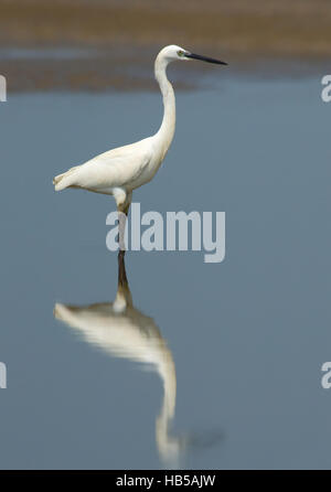 Reflected Little Egret (Egretta garzetta). Goa, India Stock Photo