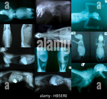 x ray picture of wild animal skeleton Stock Photo