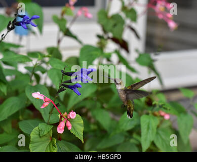 Hummingbird (Archilochus colubris) hovering to inspect a flower on a Butterfly Bush (Asclepias syriaca) before gathering its nectar. Stock Photo