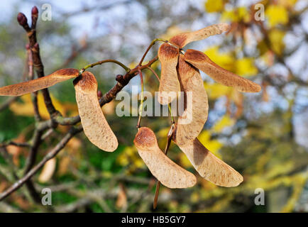 winged sycamore seeds Stock Photo