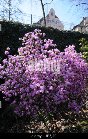 rhododendron minus Yaku Prince Rhododendron