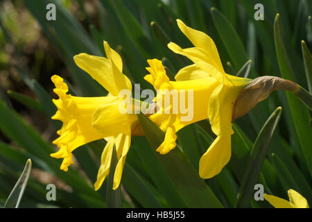 Narcissus pseudonarcissus, Daffodil Stock Photo