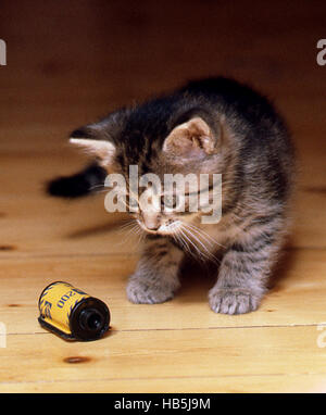 KITTEN playing with an old  film cassette Stock Photo