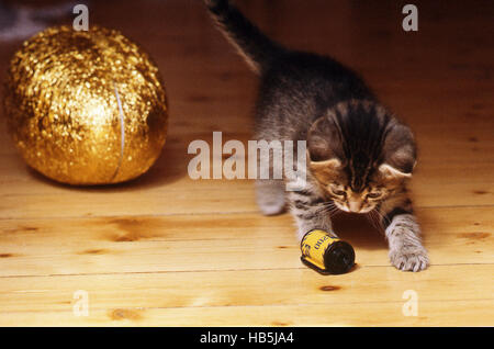 KITTEN playing with a old film cassette and a Easter egg Stock Photo