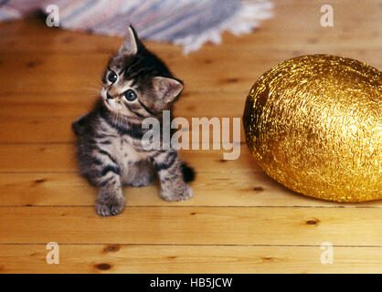 KITTEN playing with a  Easter eggs Stock Photo