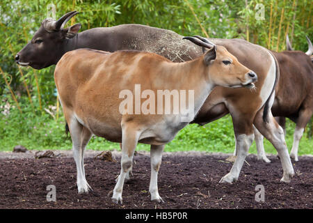 Javan banteng (Bos javanicus), also known as the tembadau. Stock Photo