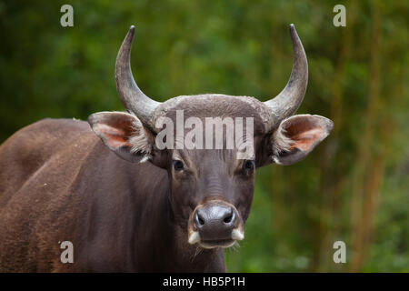 Javan banteng (Bos javanicus), also known as the tembadau. Stock Photo