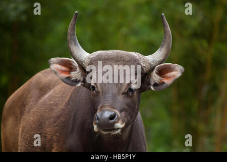 Javan banteng (Bos javanicus), also known as the tembadau. Stock Photo