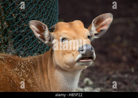 Javan banteng (Bos javanicus), also known as the tembadau. Stock Photo