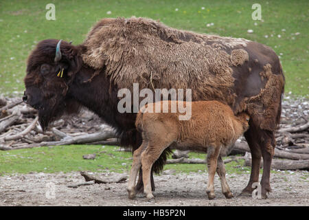 Wood bison (Bison bison athabascae), also known as the mountain bison. Bison calf sucking its mother at Hellabrunn Zoo in Munich, Bavaria, Germany. Stock Photo