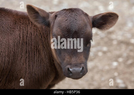 Dahomey dwarf cattle (Bos primigenius taurus). Bull calf. Stock Photo