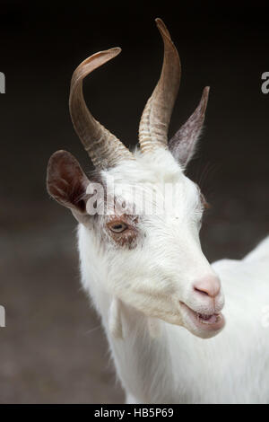 Girgentana goat (Capra aegagrus hircus). Stock Photo
