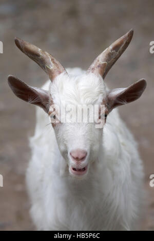 Girgentana goat (Capra aegagrus hircus). Stock Photo
