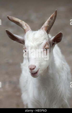 Girgentana goat (Capra aegagrus hircus). Stock Photo