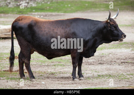 Heck cattle (Bos primigenius taurus), claimed to resemble the extinct aurochs at Hellabrunn Zoo in Munich, Bavaria, Germany. Stock Photo