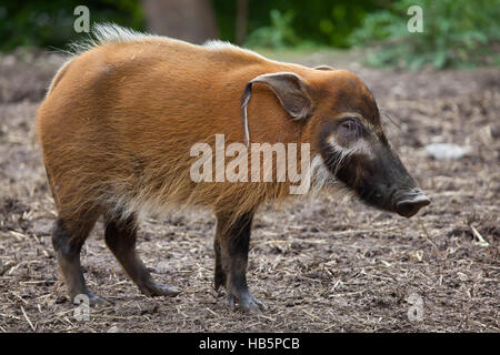 Red river hog (Potamochoerus porcus), also known as the bush pig. Stock Photo