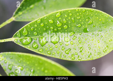 raindrops on leaf Stock Photo