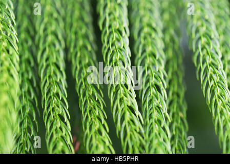 close up of norfolk pine Stock Photo