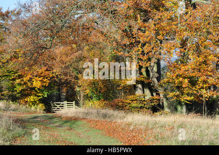 Autumn scene in the Chiltern Hills - footpath - woodland gate - trees - russet leaves sunlight and shadows - blue sky Stock Photo