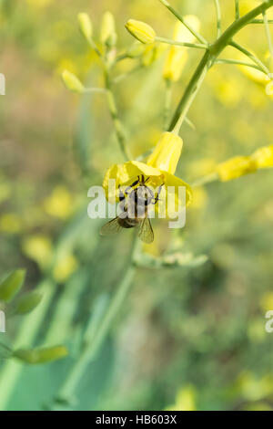 Worker bee on the yelow flower Stock Photo