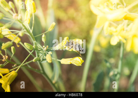 Worker bee on the yelow flower Stock Photo