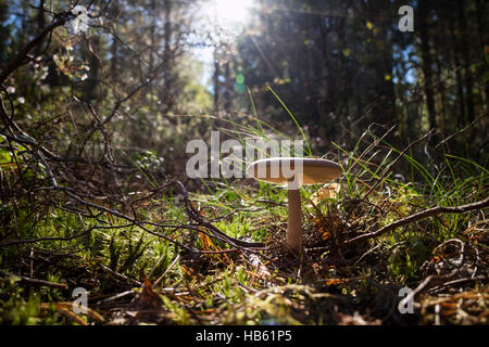 Birch bolete growing in the woods in Sweden Stock Photo