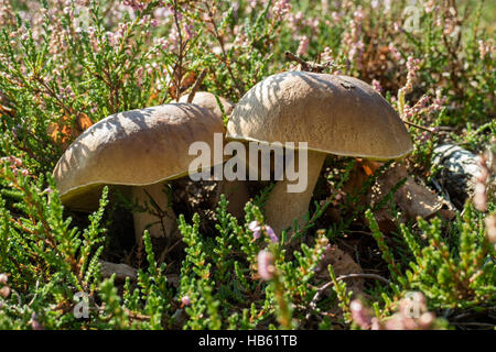 Edible porcini mushrooms in the forest Stock Photo