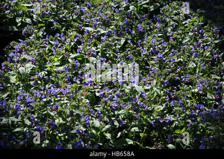 Pulmonaria angustifolia, Narrow-leaved lungwort Stock Photo