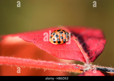 A ladybird / ladybug (Harmonia axyridis) rests in a red leaf of a staghorn sumac (Rhus typhina). Stock Photo