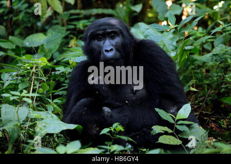 Mountain Gorilla (Gorilla beringei beringei) in Bwindi Impenetrable National Park, Uganda Stock Photo