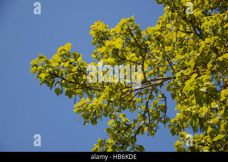 Populus balsamifera, Balsam poplar, in spring Stock Photo