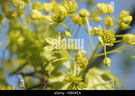 Acer platanoides, Norway maple Stock Photo