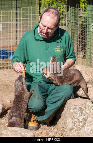 Asian short-clawed otters (Amblonyx cinereus) being hand-fed by their keeper at an otter sanctuary Stock Photo