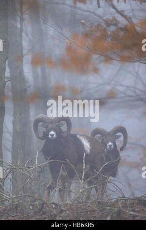 Mouflon doesnt stay long in one place Mouflon doesnt stay long in one place