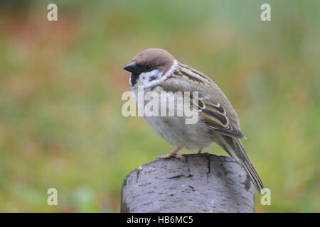 Eurasian Tree Sparrow Stock Photo