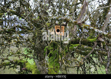 Nesting box for Little Owl Stock Photo